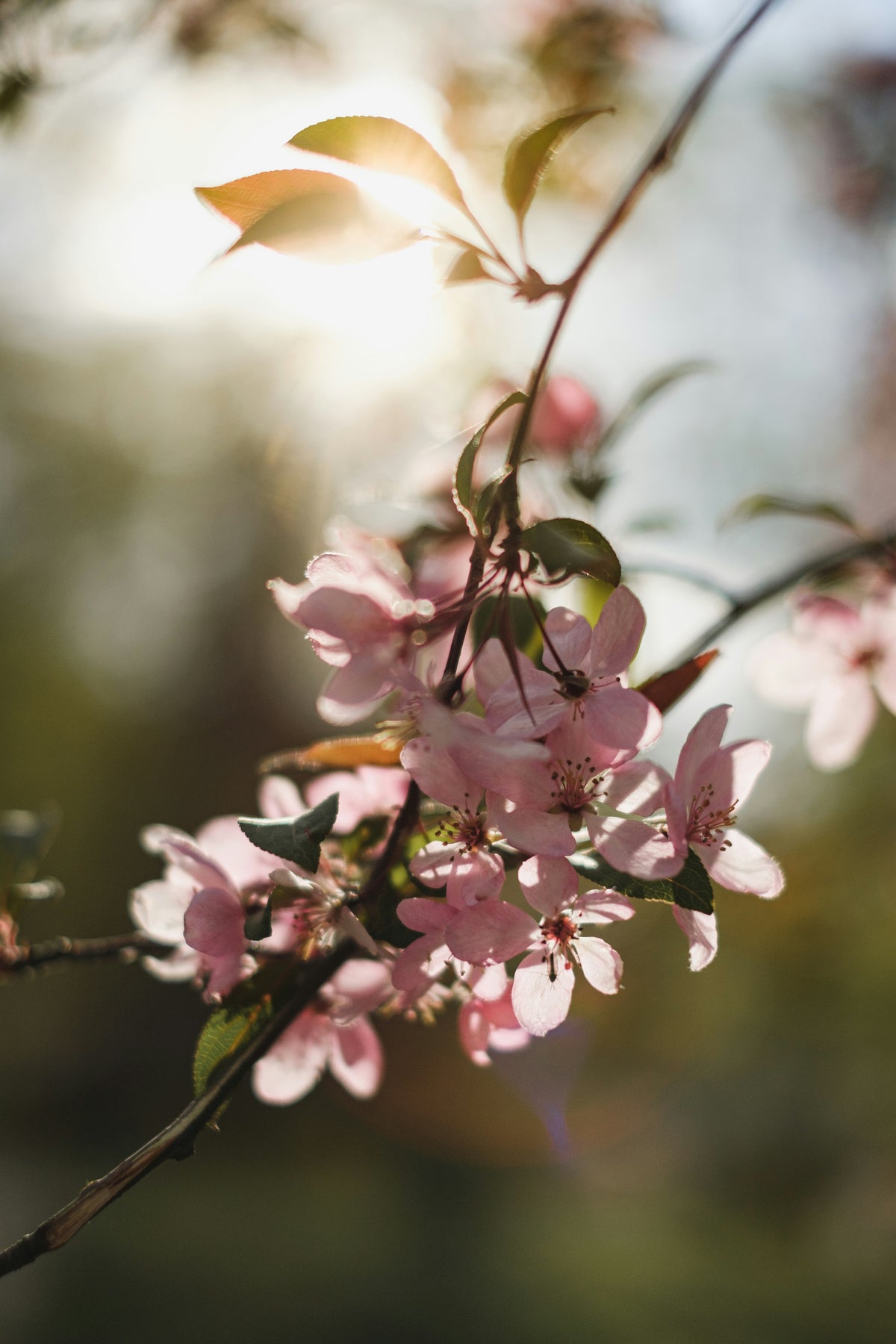Duftnote Apfelblüte – rosa Apfelblüten am Zweig im Gegenlicht