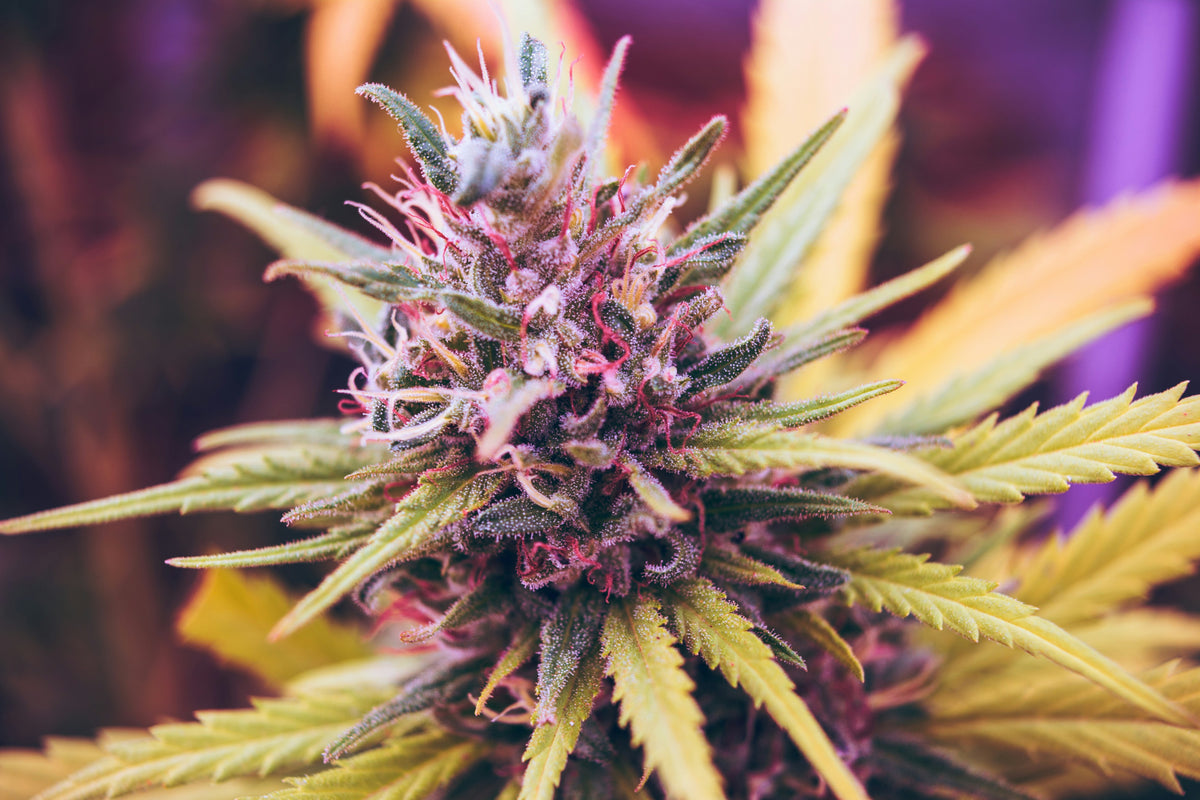 Duftnote Cannabis – violett-grüne Cannabisblüte mit gezackten Blättern