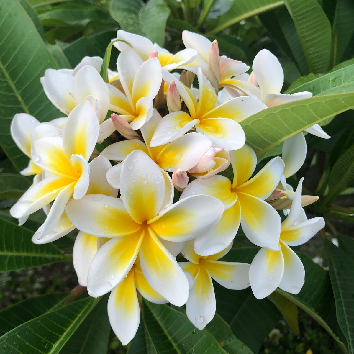 Duftnote Frangipani – weiss-gelbe Frangipaniblüten zwischen grossen grünen Blättern