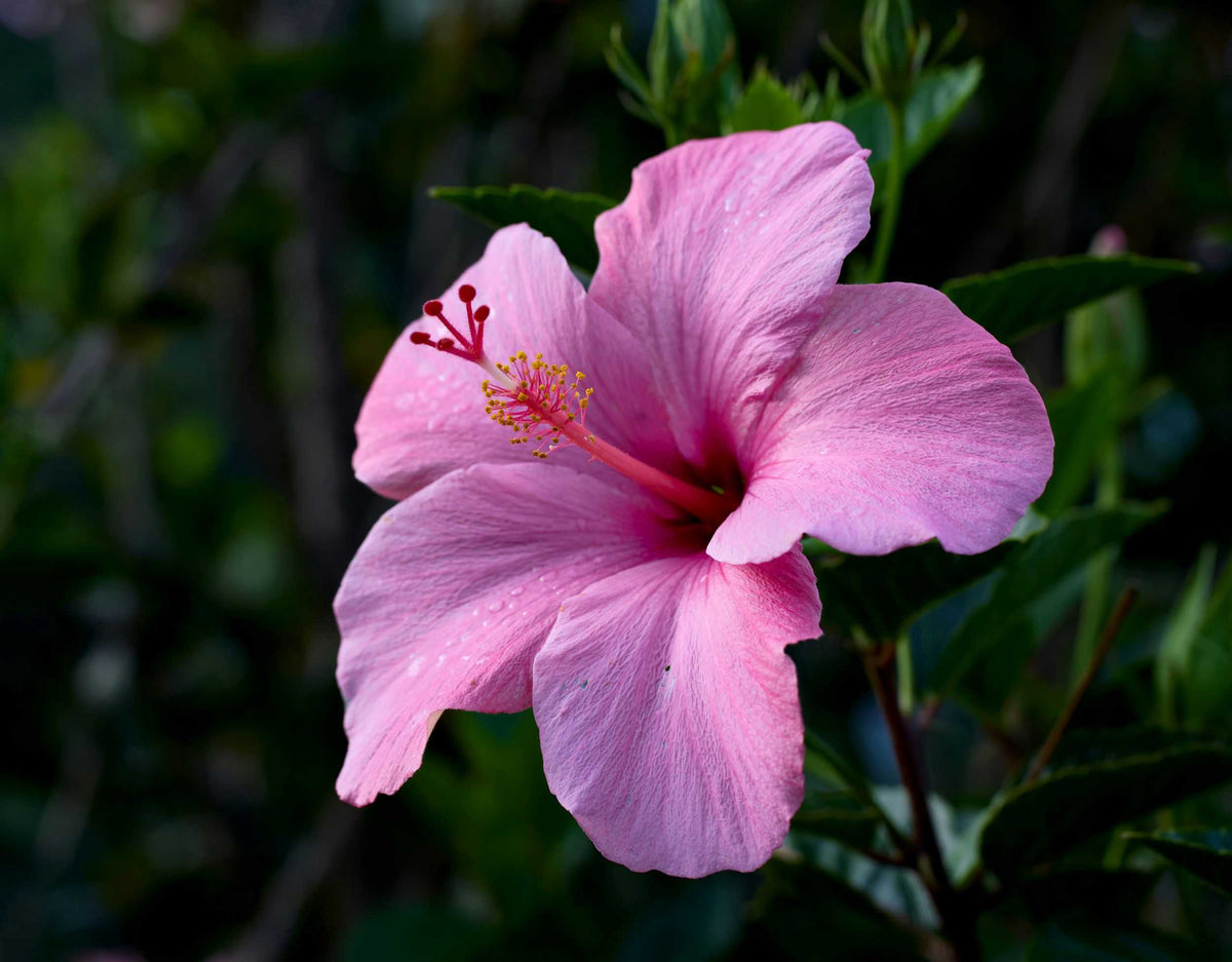 Duftnote Hibiskus – rosa Hibiskusblüte mit roten Staubgefässen vor dunkelgrünem Laub