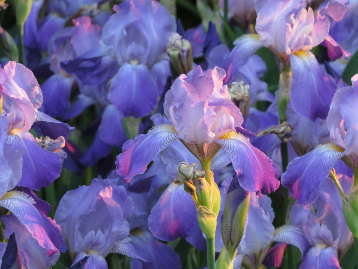 Duftnote Iris – blühende violett-blaue Schwertlilien mit Knospen im Abendlicht