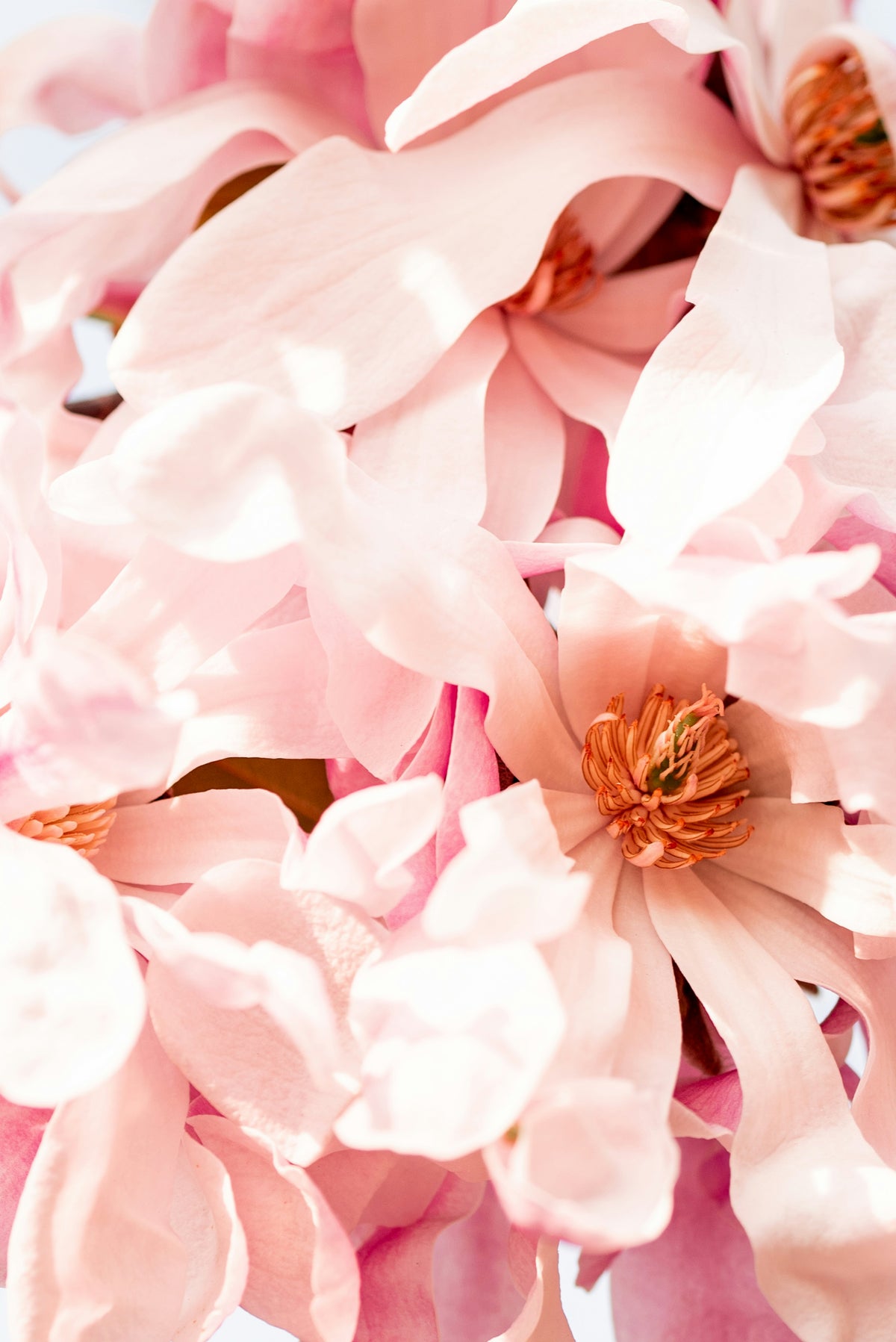 Duftnote Magnolie – zartrosa Magnolienblüten mit orangen Staubgefässen in Nahaufnahme