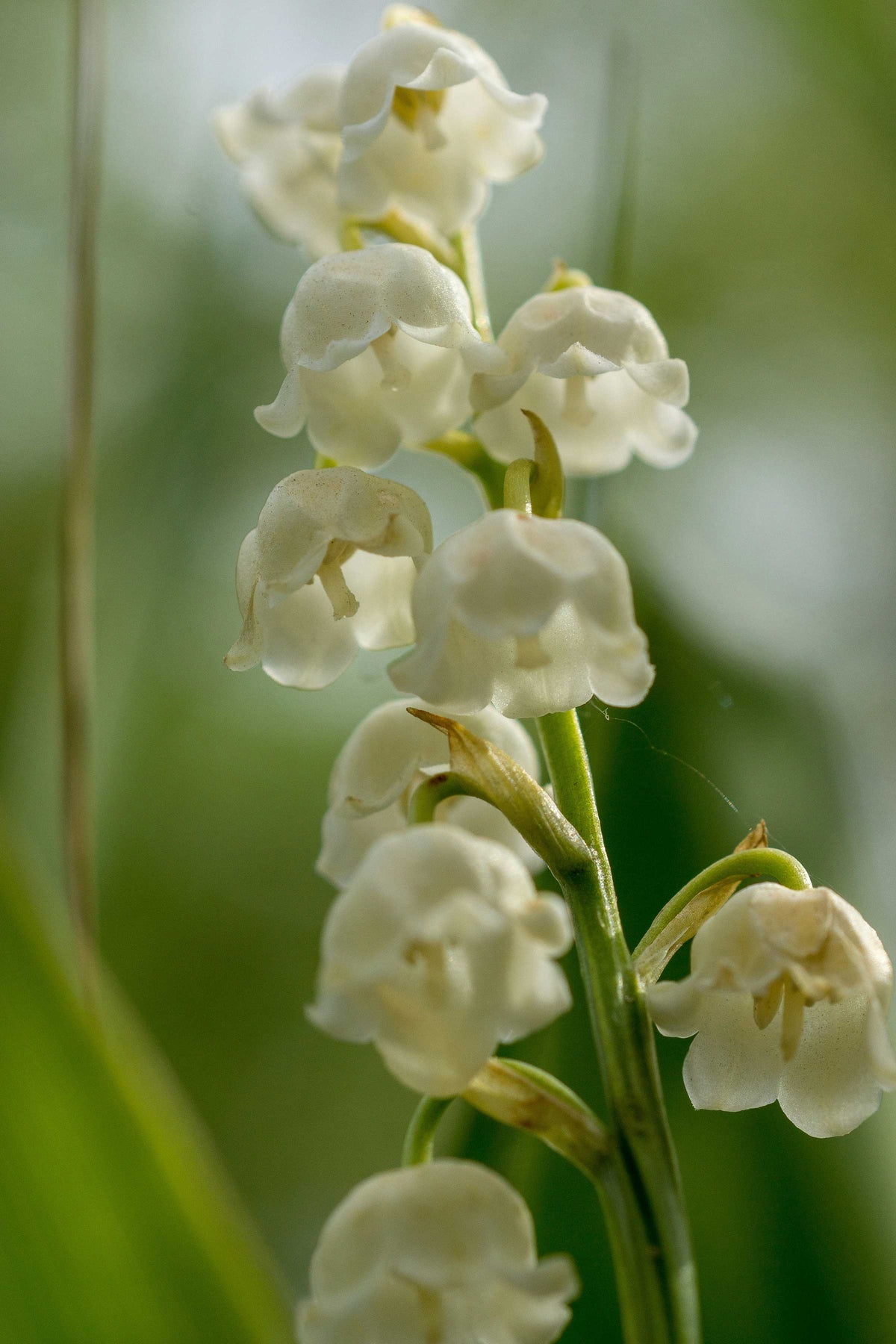Duftnote Maiglöckchen – weisse Glockenblüten am grünen Stängel vor unscharfem Grün