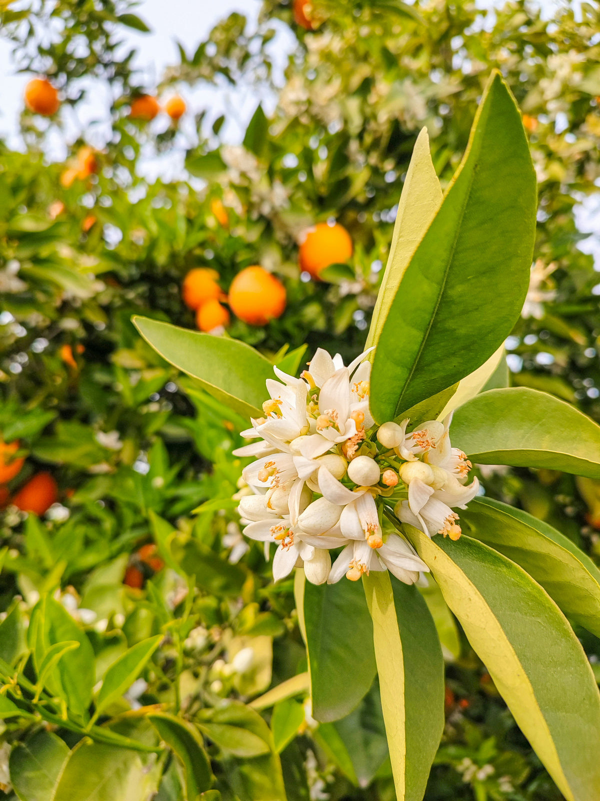Duftnote Orangenblüte – weisse Blüten am Orangenbaum mit reifen Orangen im Hintergrund