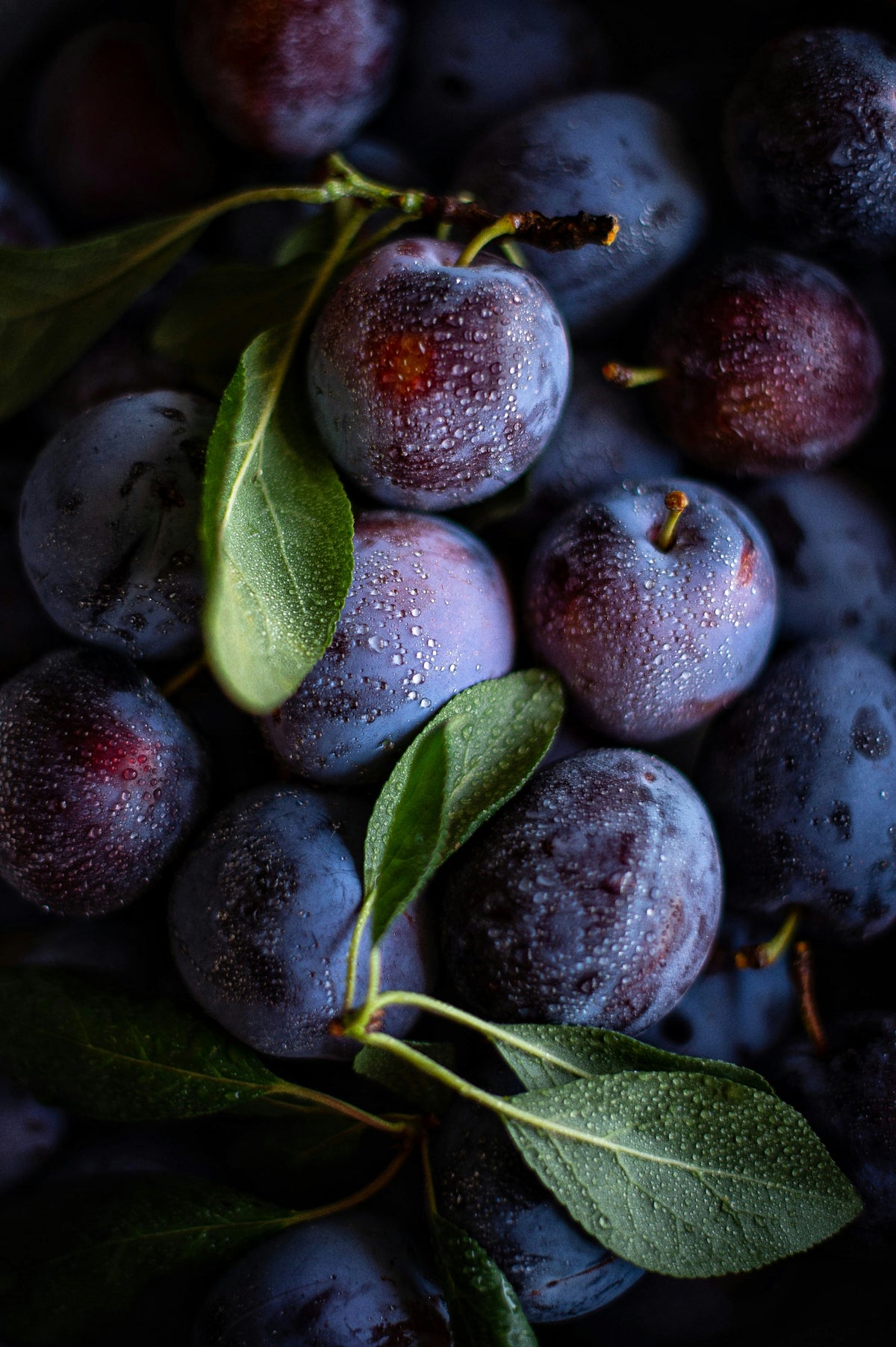 Duftnote Pflaume – violette Pflaumen mit Wassertropfen und grünen Blättern