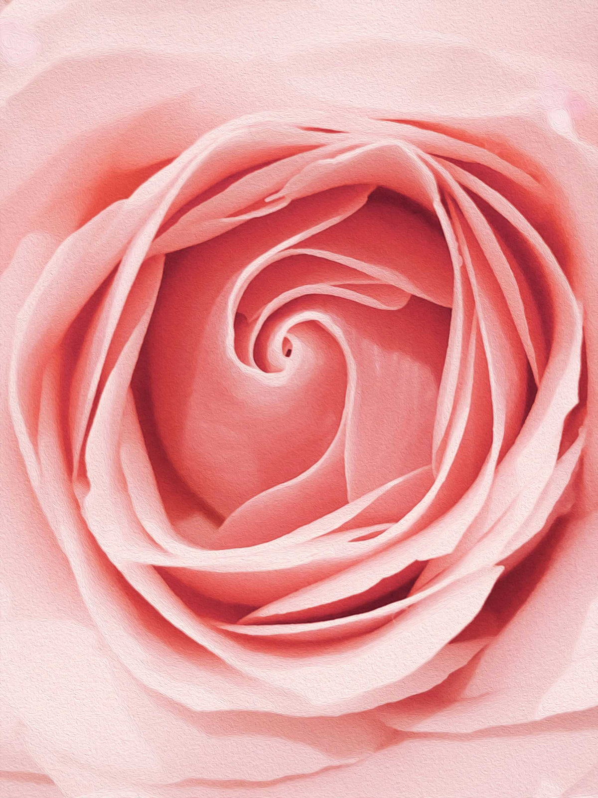 Duftnote Rose – zartrosa Rosenblüte von oben mit spiralförmigen Blütenblättern
