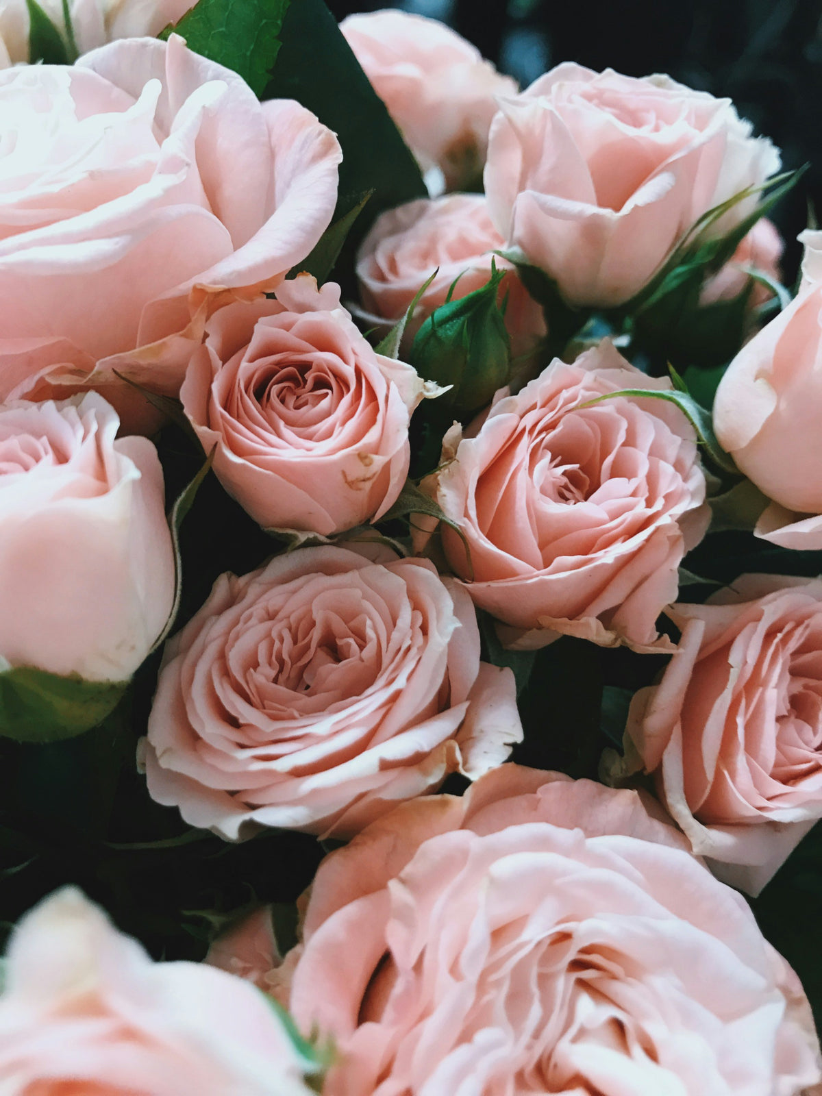 Duftnote Rose – Strauss zartrosa Rosenblüten zwischen dunkelgrünen Blättern