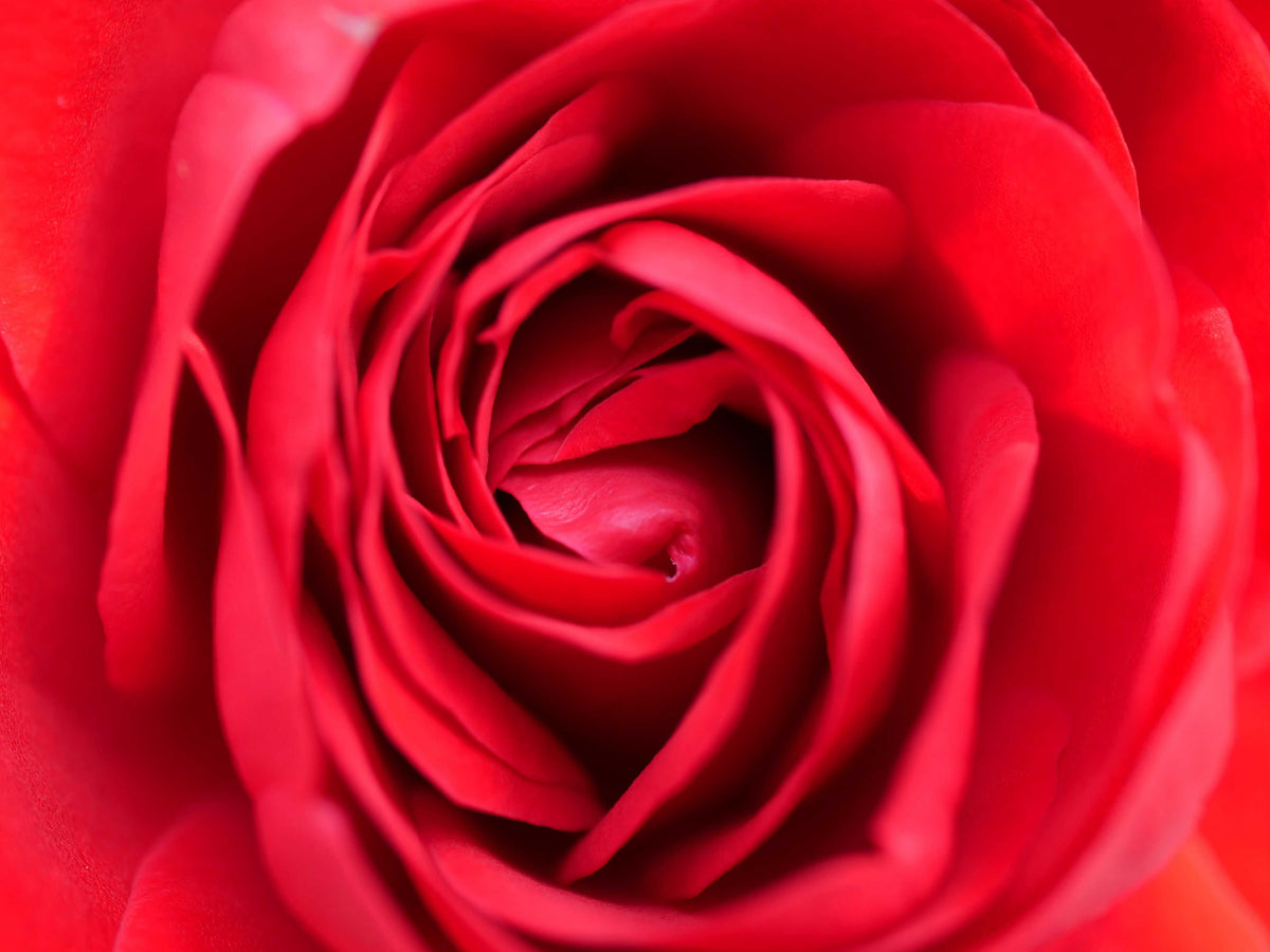 Duftnote Rose – leuchtend rote Rosenblüte in Nahaufnahme