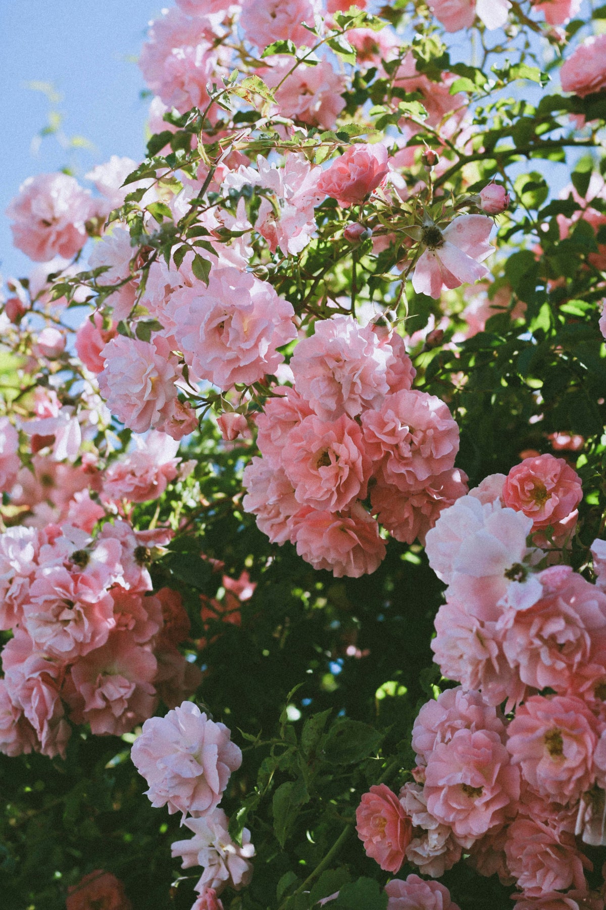 Duftnote Rose – rosa blühender Rosenstrauch im Sommerlicht vor blauem Himmel