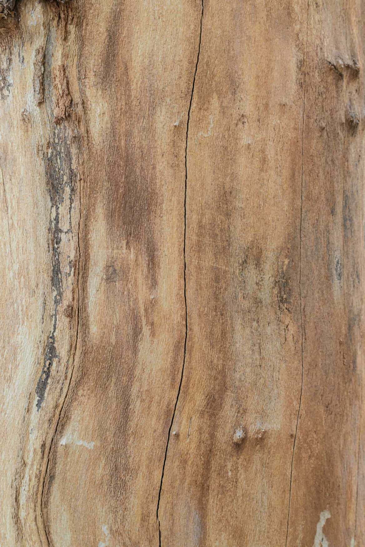 Duftnote Sandelholz – hellbraune, rissige Holzoberfläche mit feiner Maserung