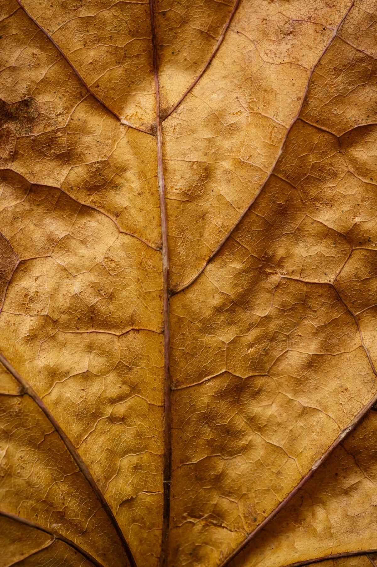Duftnote Tabak – getrocknetes goldbraunes Blatt mit Blattadern in Nahaufnahme