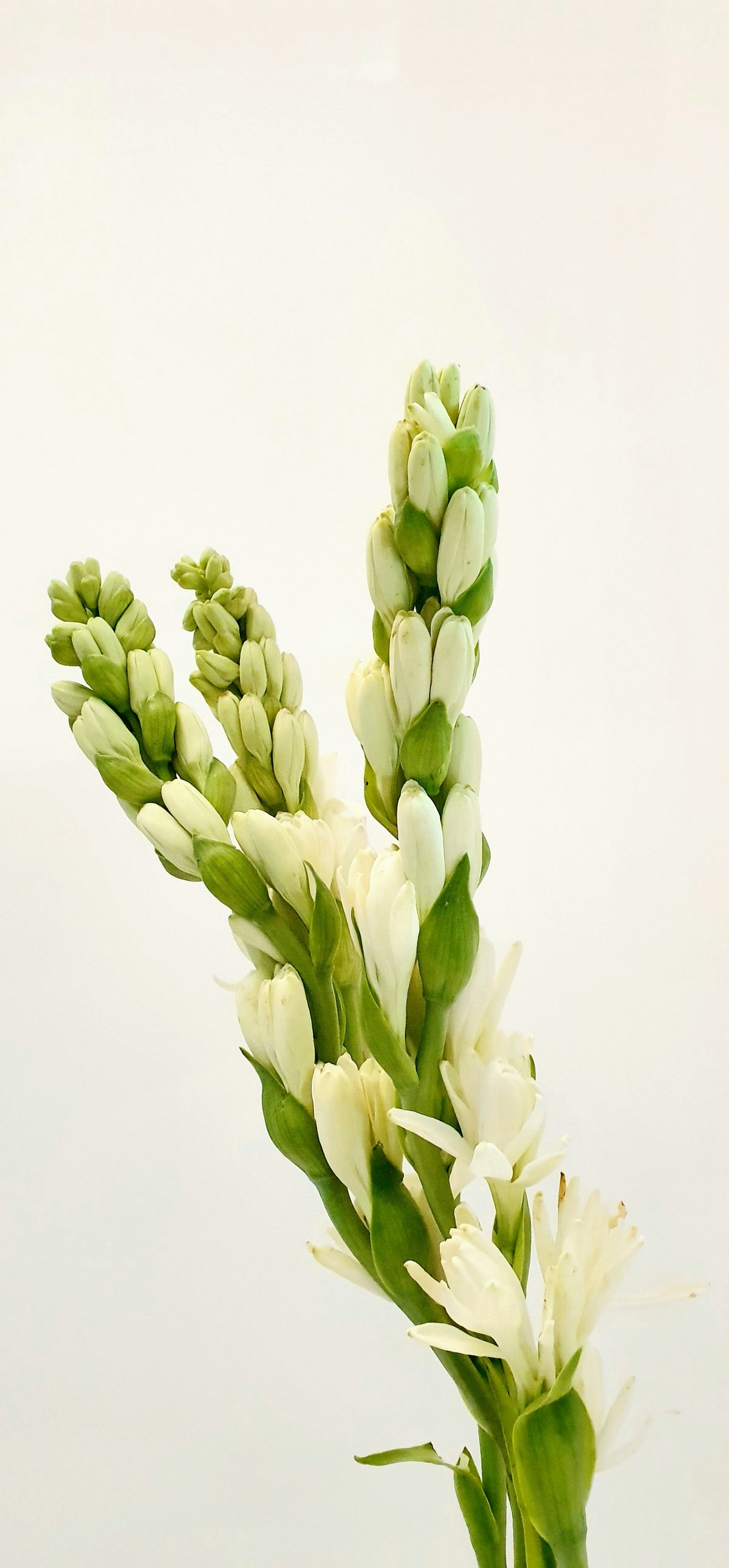 Duftnote Tuberose – weisse Blütenrispen mit grünen Knospen vor hellem Hintergrund