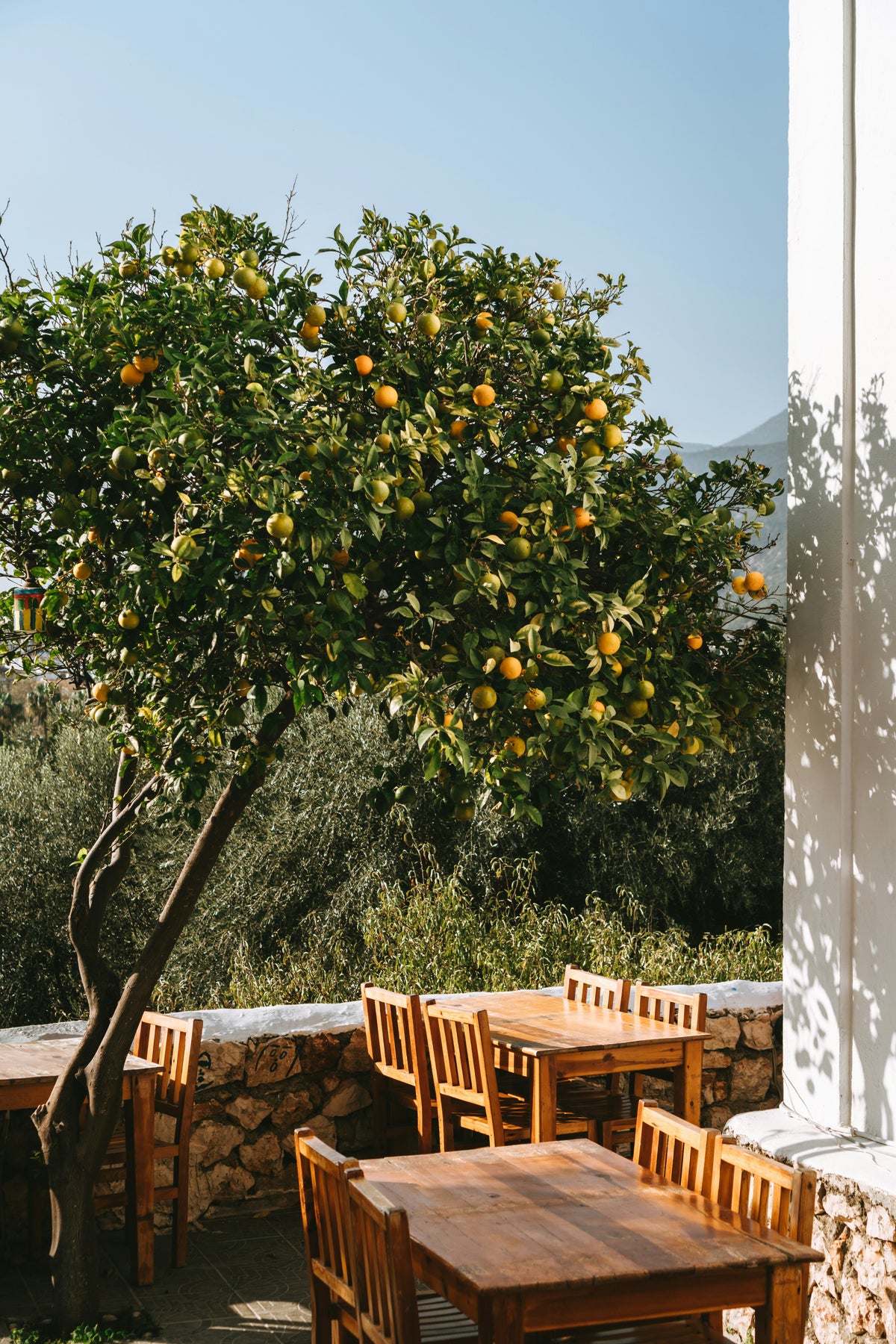 Orangenbaum über Terrasse mit Holztischen und Stühlen im Sommerlicht