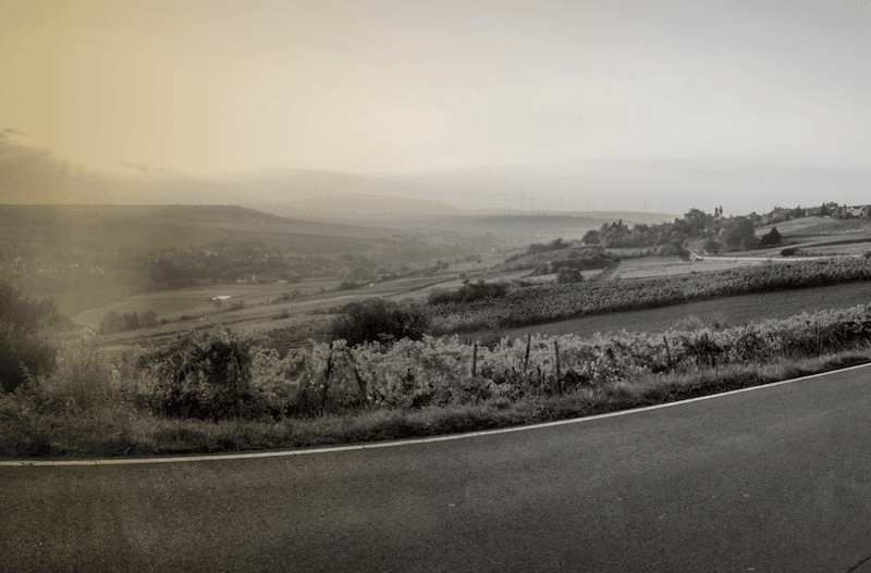 Weinberge und hügelige Landschaft mit Strasse in Sepia bei Dunst