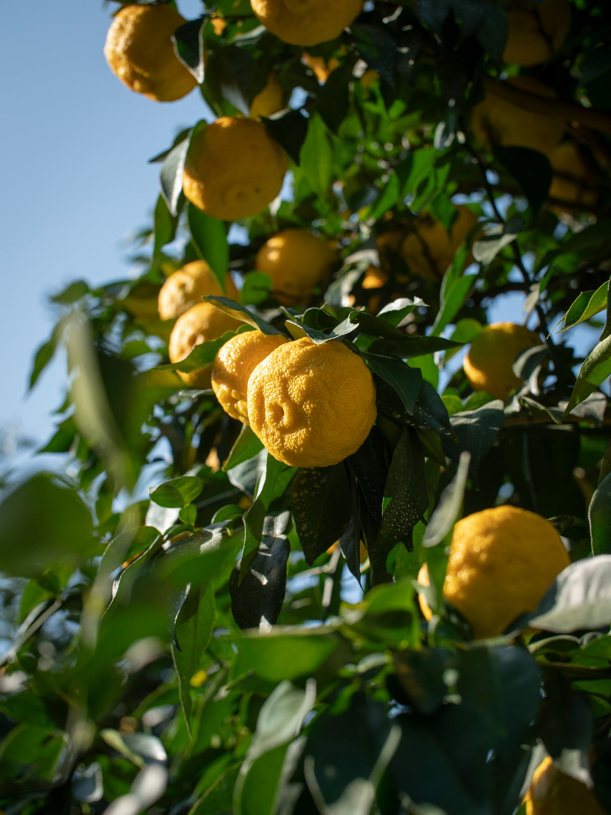 Gelbe Yuzu Früchte an einem Baum vor blauem Himmel im Sonnenlicht
